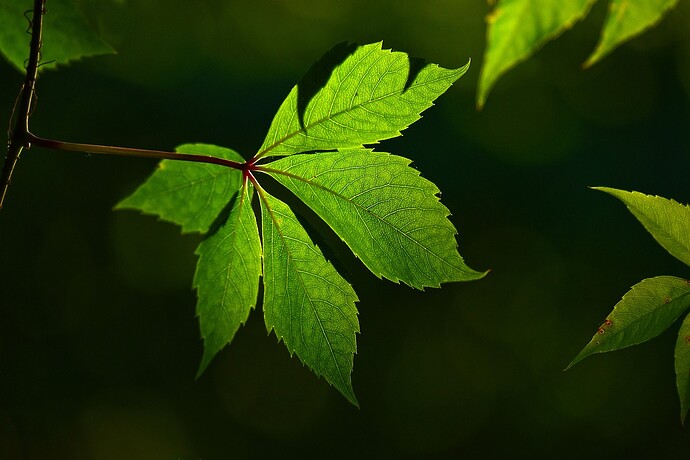 leaf-3515342_1280