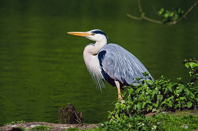 grey-heron-8030000_1280