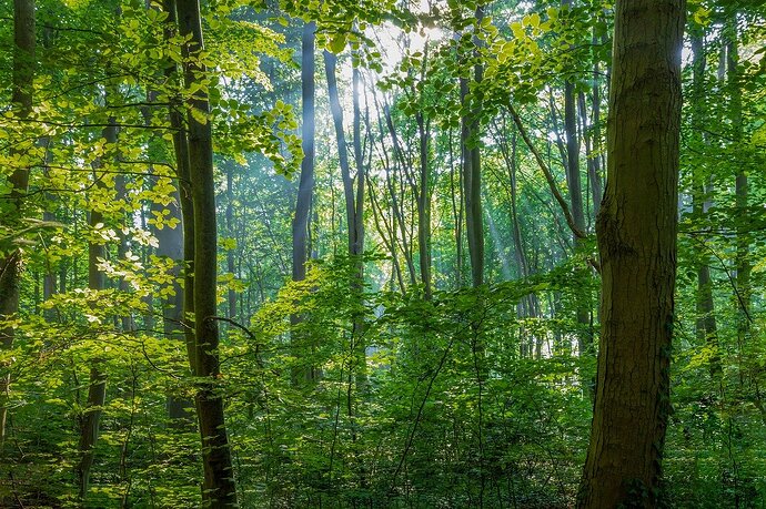 forest-8173529_1280