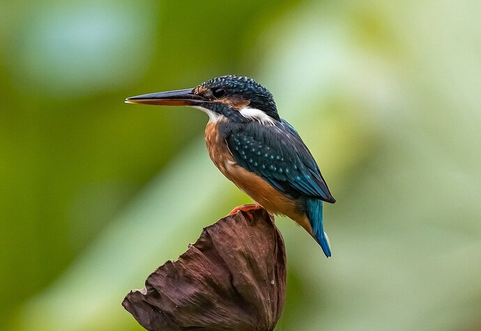 kingfisher-8275049_1280