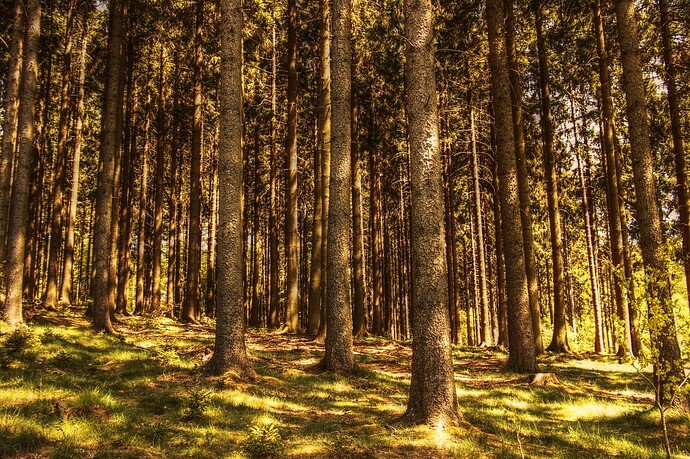 trees-3410830_1280