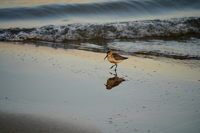 dunlin-8284260_1280
